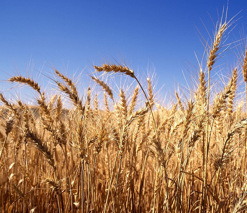 harvest is ready